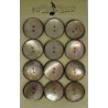 Plaque N°49 12 trocas beige 36mm